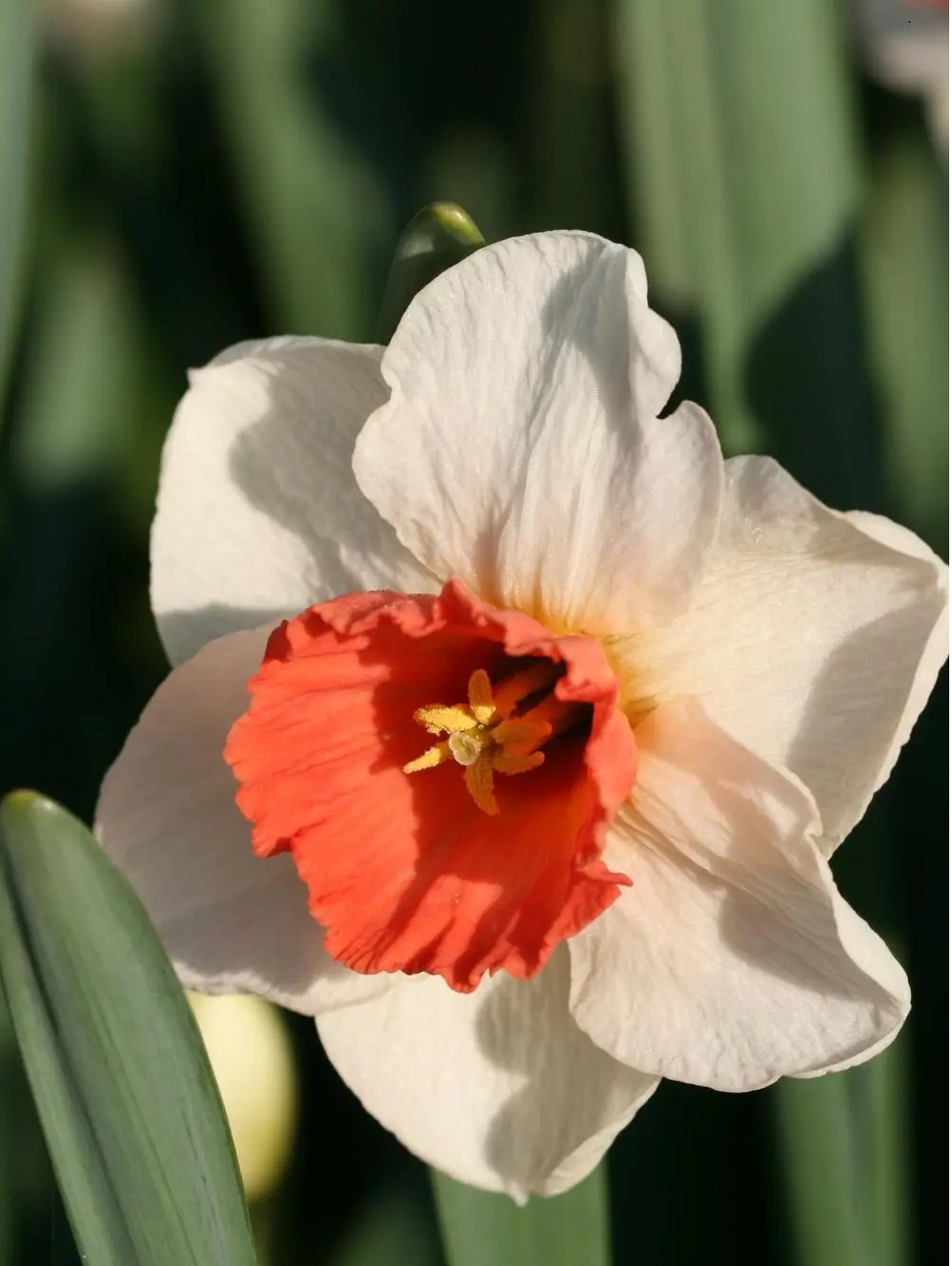 Нарцисс крупнокорончатый Брук Эйджер